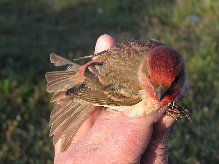 Common Rosefinch, Sundre 20090520